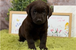 Hank - Labrador Retriever for sale