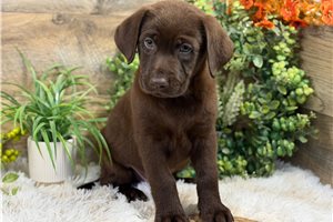 Jackson - Labrador Retriever for sale