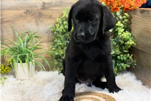 Rocky - Labrador Retriever for sale