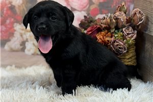 Layla - puppy for sale