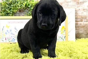Kota - Labrador Retriever for sale
