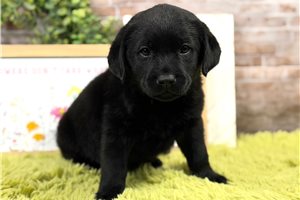 Blaze - Labrador Retriever for sale