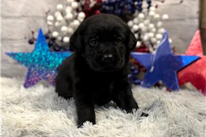 Faith - puppy for sale