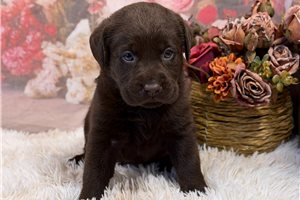 Luna - Labrador Retriever for sale