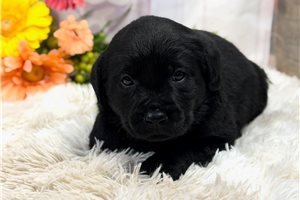 Jasmine - puppy for sale