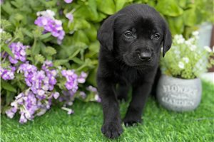 Champ - Labrador Retriever for sale