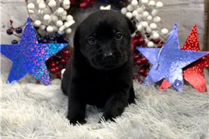 Dollie - puppy for sale