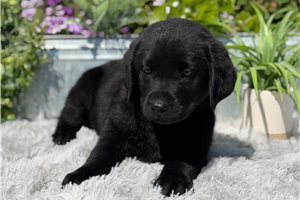 Blaze - Labrador Retriever for sale