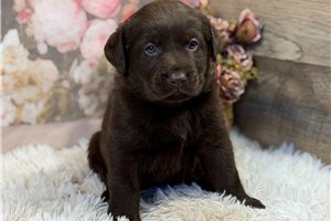 Winston - puppy for sale