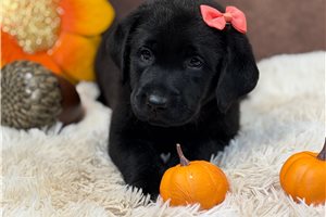 Honor - Labrador Retriever for sale
