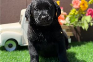 Jasmine - Labrador Retriever for sale