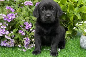 Rocky - Labrador Retriever for sale
