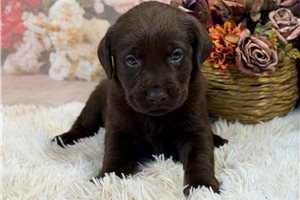 Grace - Labrador Retriever for sale