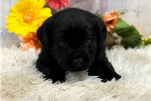 Duke - puppy for sale