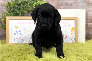 Bruno - Labrador Retriever for sale