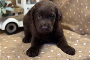 Winston - Labrador Retriever for sale