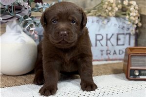 Rumi - Labrador Retriever for sale