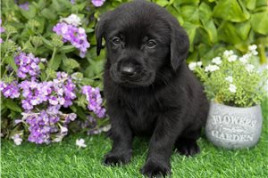Buster - Labrador Retriever for sale