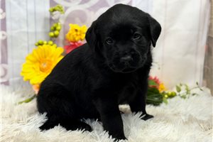 Bruno - puppy for sale