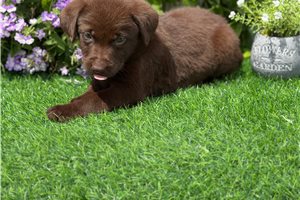 Charlie - Labrador Retriever for sale