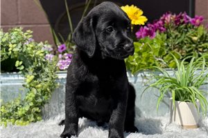 Bruno - Labrador Retriever for sale