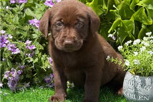 Jackson - Labrador Retriever for sale