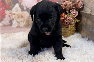Champ - puppy for sale