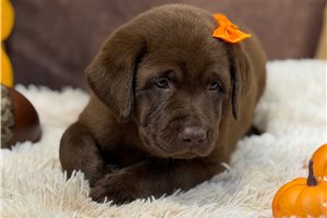 Rumi - Labrador Retriever for sale