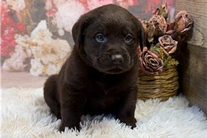 Bruno - Labrador Retriever for sale