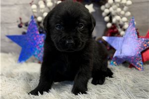 Buster - puppy for sale