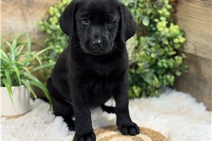 Candy - Labrador Retriever for sale