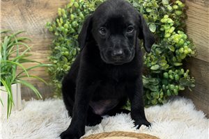Champ - Labrador Retriever for sale
