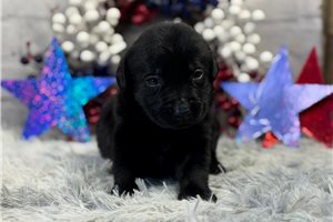 Champ - puppy for sale