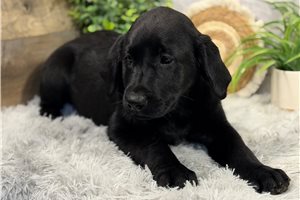 Hope - Labrador Retriever for sale