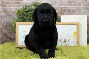 Buddy - Labrador Retriever for sale