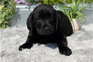 Kota - Labrador Retriever for sale