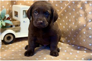 Bruno - Labrador Retriever, placed in Springfield