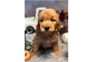 Cooper - puppy for sale