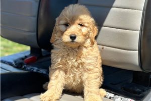 Rocky - Mini Goldendoodle for sale