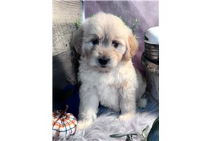 Lilly - puppy for sale
