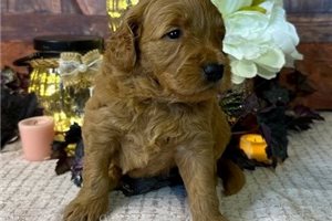 Chase - Goldendoodle, Mini for sale