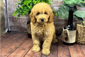 Jax - puppy for sale