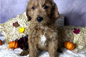 Mia - puppy for sale