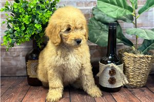 Rocky - Goldendoodle, Mini for sale