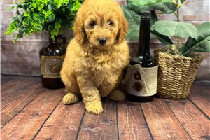 Brody - Mini Goldendoodle for sale