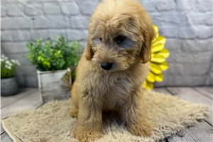 Rocky - puppy for sale
