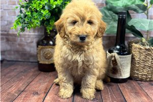 Cody - puppy for sale