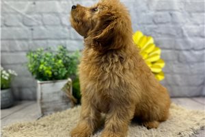 Brody - Goldendoodle, Mini for sale