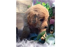 Rayna - puppy for sale