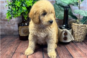 Hunter - puppy for sale